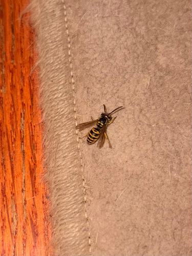 Eastern Yellowjacket