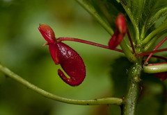 Impatiens bombycina