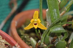 Maxillaria variabilis