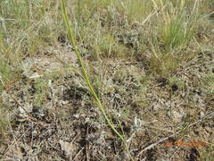 Sisymbrium polymorphum