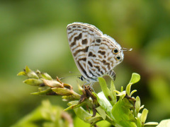 Leptotes