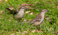 Mimus saturninus