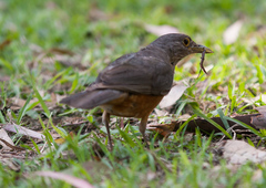 Turdus rufiventris