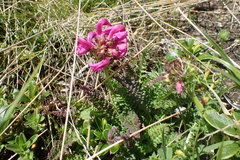 Pedicularis pyrenaica