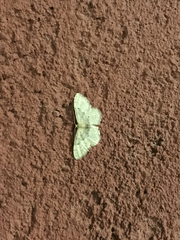Idaea intermedia