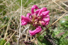 Pedicularis pyrenaica