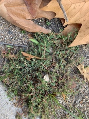 Euphorbia maculata