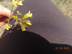 Sisymbrium polymorphum