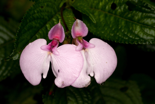 Impatiens stuhlmannii image