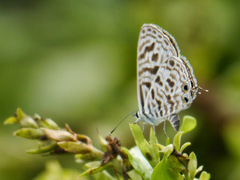 Leptotes