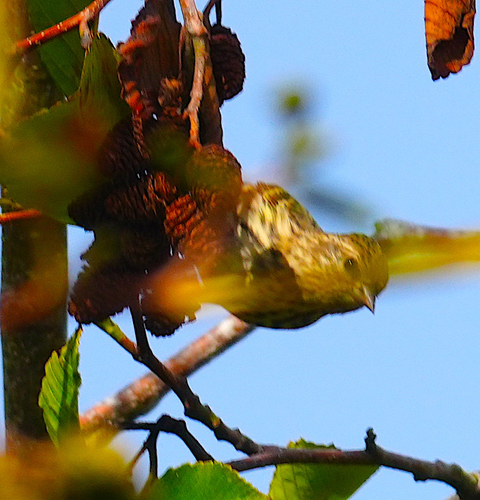 Pine Siskin