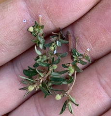 Euphorbia maculata