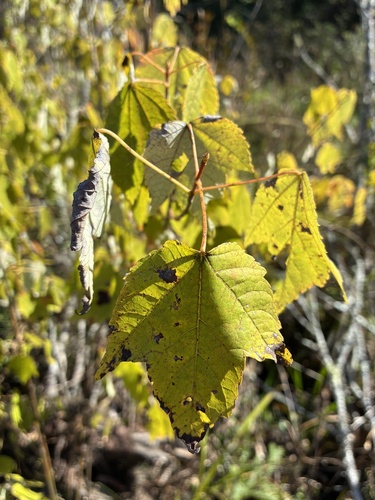 red maple
