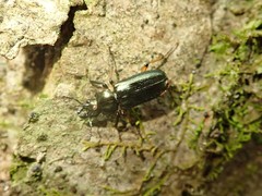 Platycerus