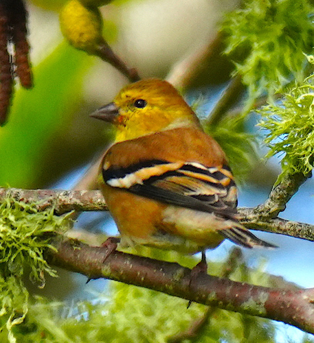 American Goldfinch