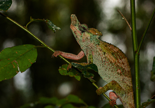 Strange-horned Chameleon - Photo (c) Bart Wursten, some rights reserved (CC BY-NC), uploaded by Bart Wursten