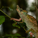 Strange-horned Chameleon - Photo (c) Bart Wursten, some rights reserved (CC BY-NC), uploaded by Bart Wursten