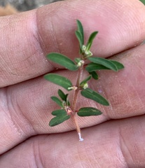 Euphorbia maculata