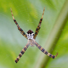 Argiope vietnamensis
