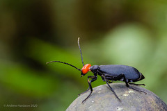 Epicauta mannerheimi