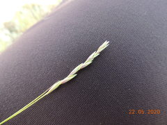 Leymus ramosus