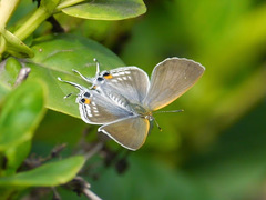 Hypolycaena philippus philippus