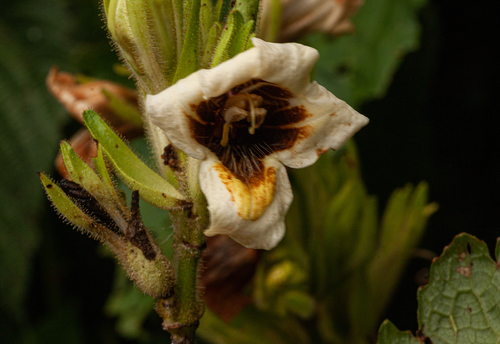 Mimulopsis arborescens image