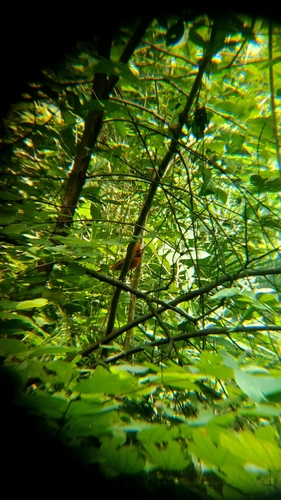 Northern Cardinal (Cardinalis cardinalis)