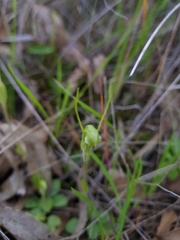 Pterostylis dilatata