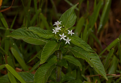 Pentas