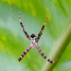 Argiope vietnamensis