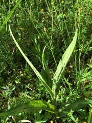 Dactylorhiza praetermissa junialis