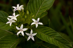 Pentas