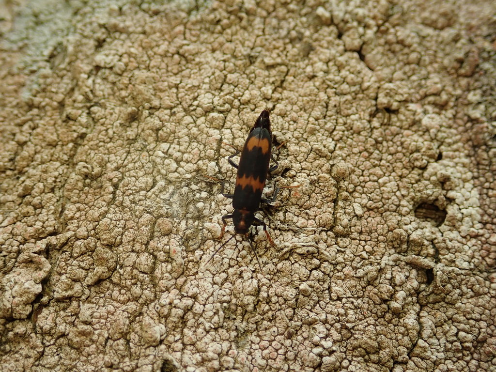 Phloiotrya flavitarsis