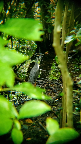 Yellow-crowned Night Heron (Nyctanassa violacea)