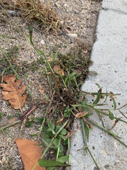 Poaceae