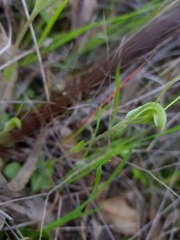 Pterostylis dilatata