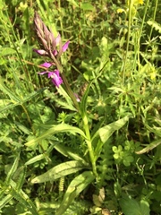 Dactylorhiza praetermissa junialis