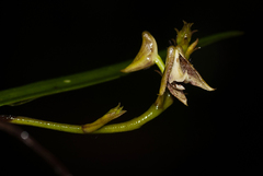 Polystachya transvaalensis image