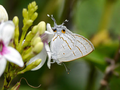 Hypolycaena philippus philippus