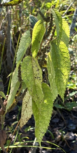 false nettle