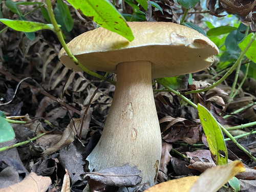 King Bolete