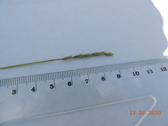 Leymus ramosus
