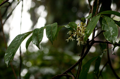 Rourea thomsonii image