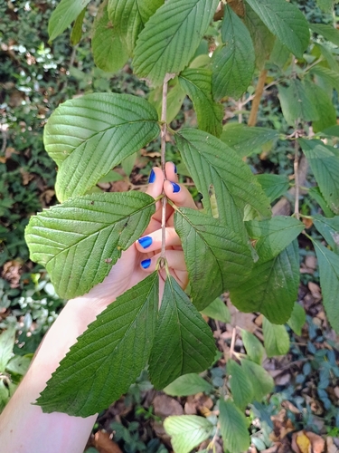 Viburnum sieboldii observed 2026-10-04