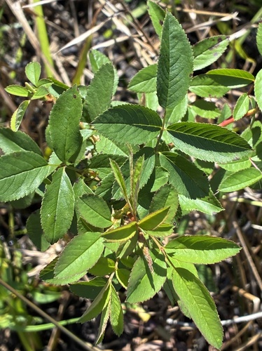 swamp rose