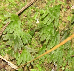 Symphyogyna hymenophyllum