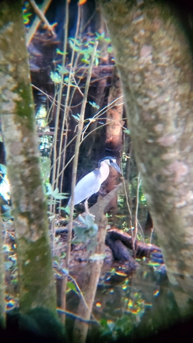 Boat-billed Heron (Cochlearius cochlearius)