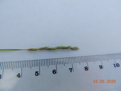 Leymus ramosus