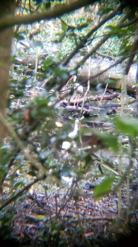 White Ibis (Eudocimus albus)